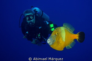 Evelio and the Whitespotted filefish by Abimael Márquez 
